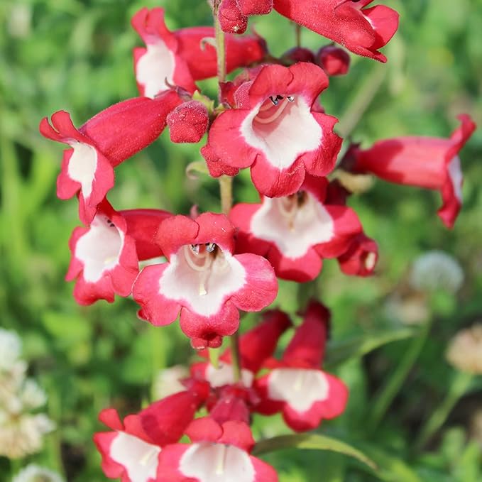 Red White Penstemon Flower Seeds – Heirloom, Non-GMO, High Germination Seeds