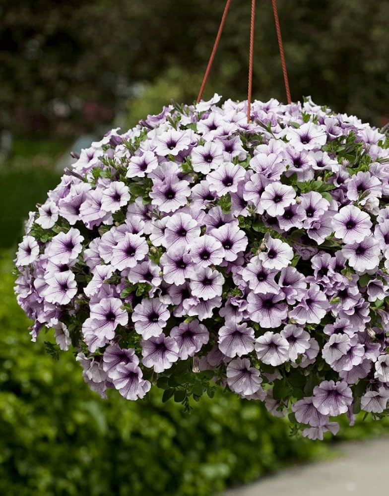 blue trailing flower seeds