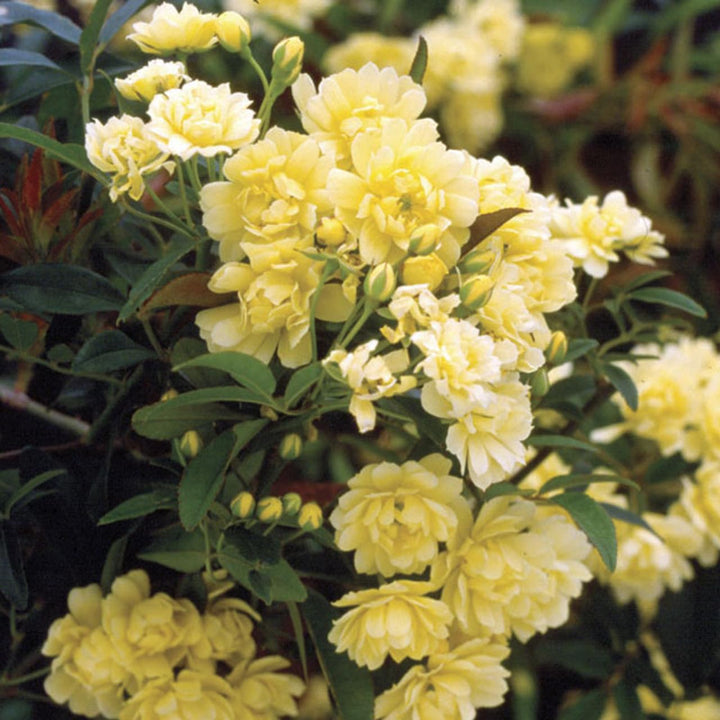 Generic Yellow Climbing Rose Seeds – Heirloom, Non-GMO, High Germination