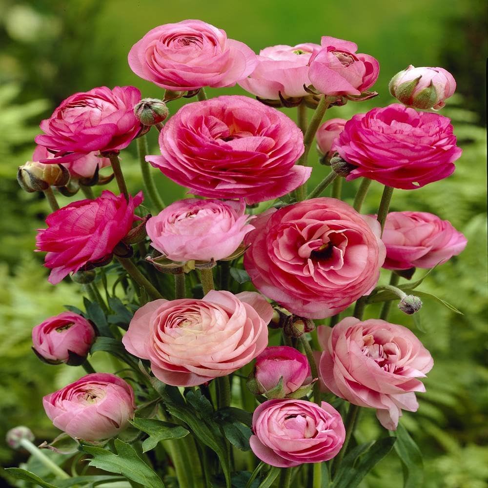 ranunculus asiaticus flower seeds