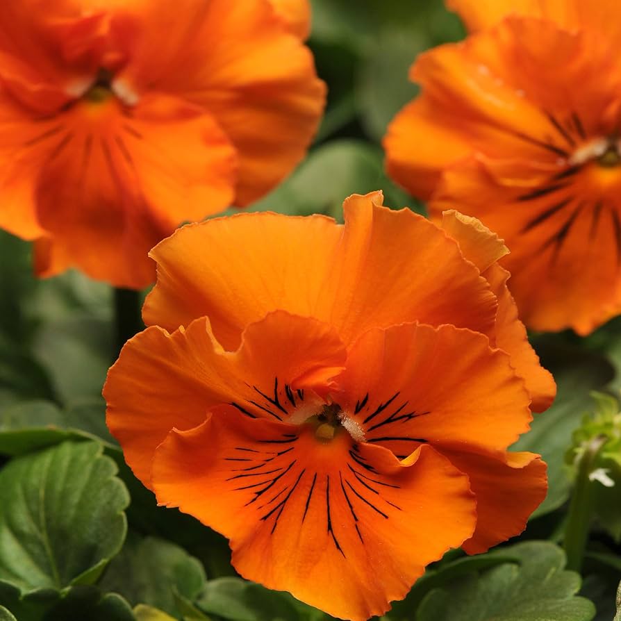 pansy swiss flower seeds