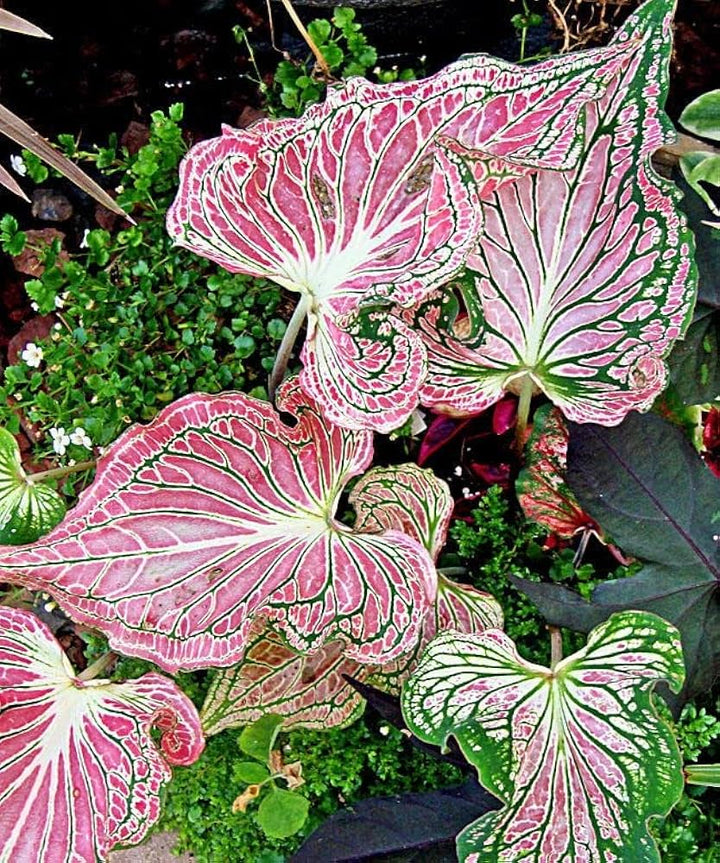 Thailand Caladium Flower Seeds – Heirloom, Non-GMO, High Germination Organic Garden Seeds for Planting