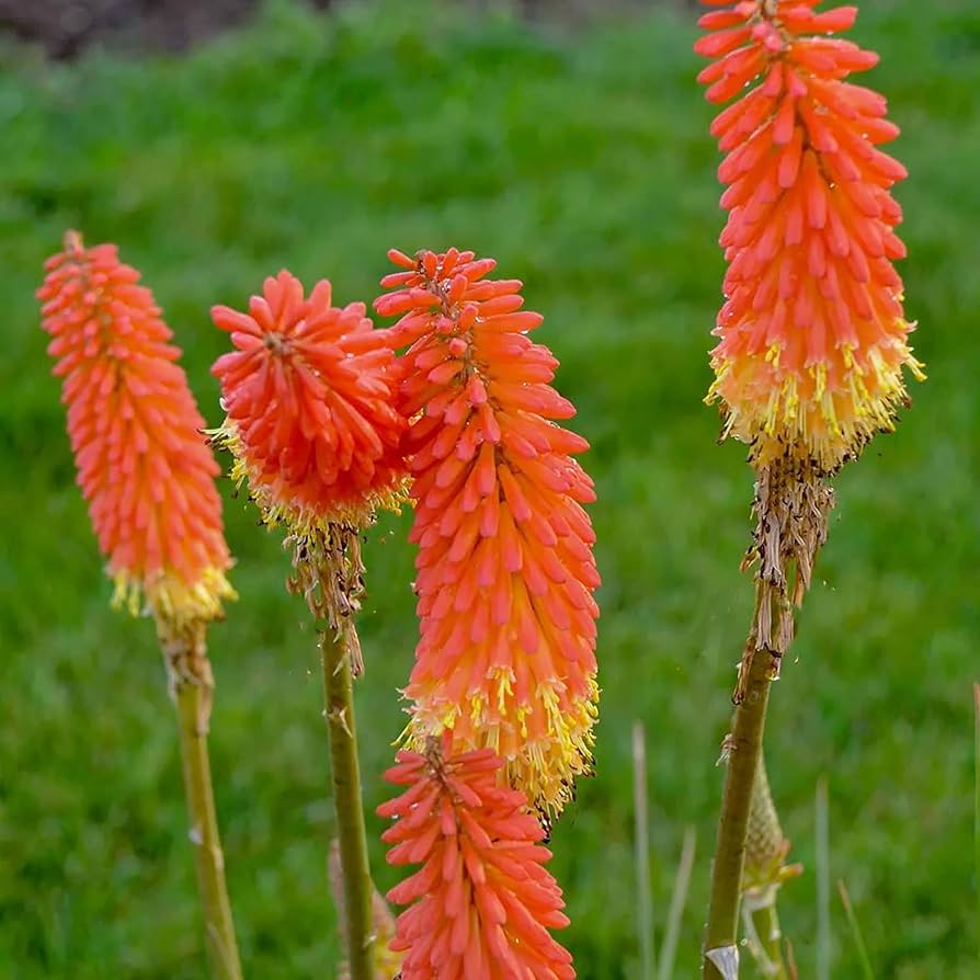 red hot flower seeds