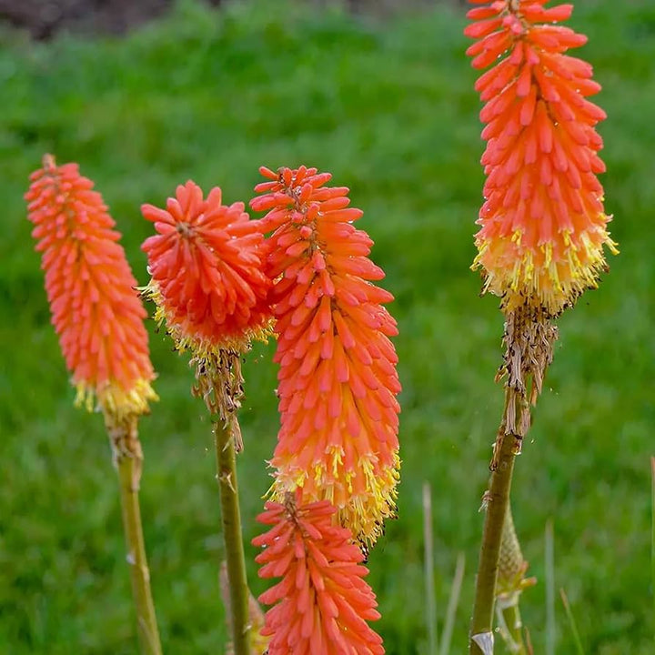 red hot flower seeds