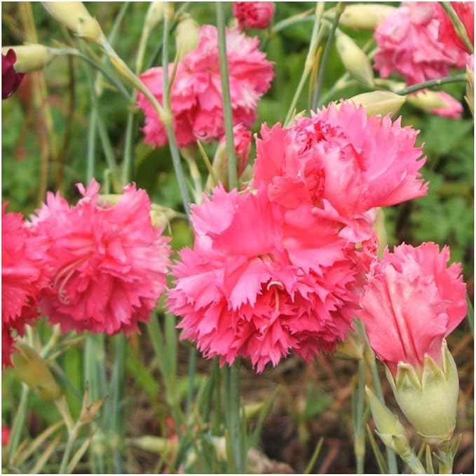 carnation rose flower seeds