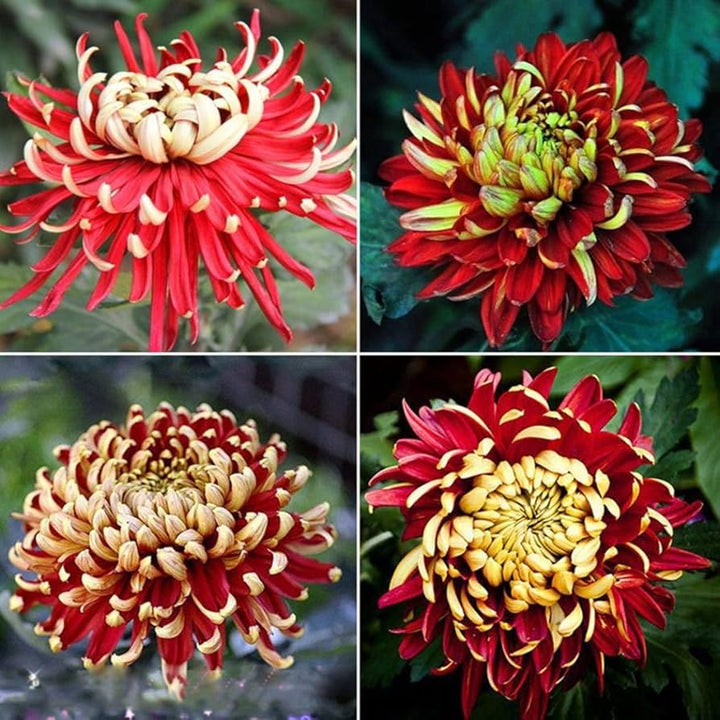 Yellow Red Chrysanthemum Flower Seeds – Heirloom Non-GMO High Germination Organic Seeds