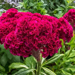 cockscomb celosia flower seeds
