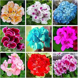 mixed geranium flower seeds