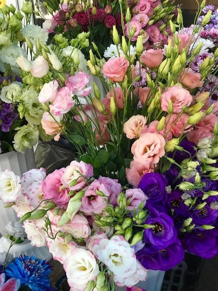 pink lisianthus flower seeds