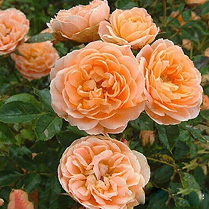 Climbing Rose Seeds for Planting