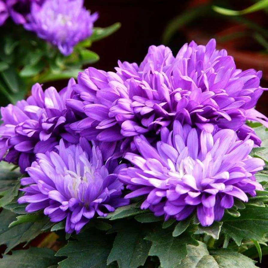 chinese aster flower seeds