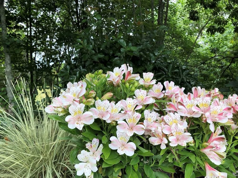 peruvian lily flower seeds