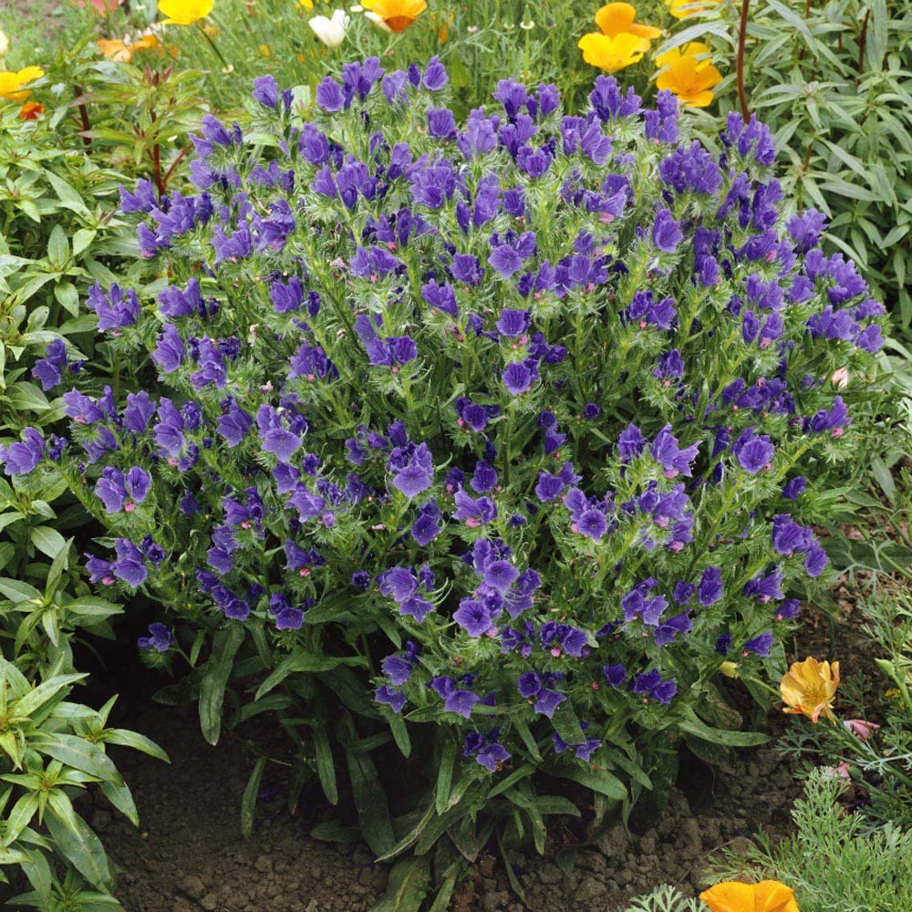 blue echium flower seeds