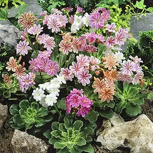 strain flower flower seeds