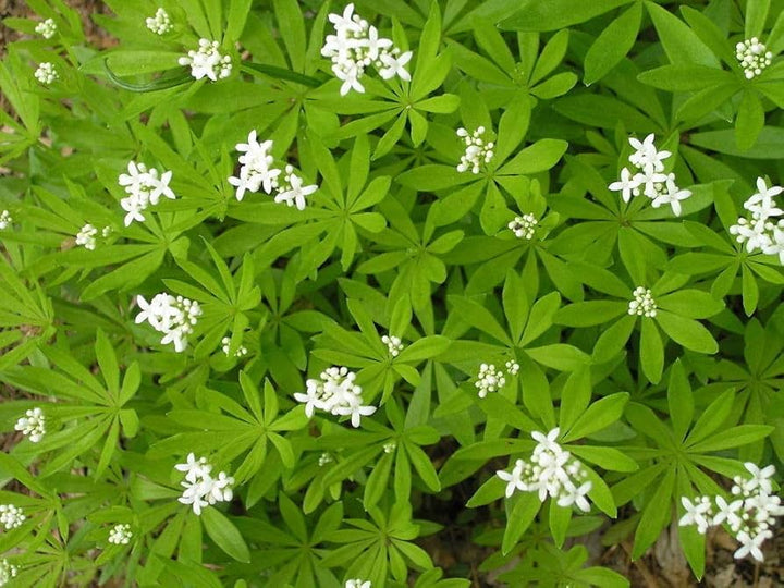White Galium Odoratum Flower Seeds – Heirloom, Non-GMO, High Germination Organic Garden Seeds for Planting