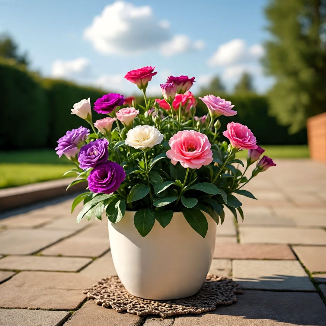 Eustoma Flower Seeds Mixed – Heirloom, Non-GMO, High Germination Seeds