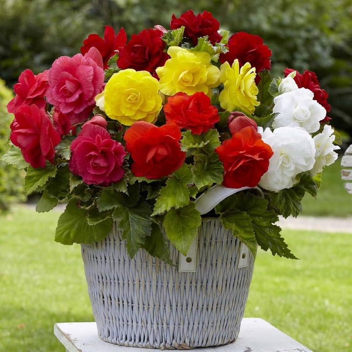 Mixed Double Begonia Flower Seeds – Heirloom, Non-GMO, High Germination Seeds