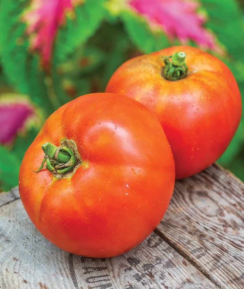 better boy flower seeds