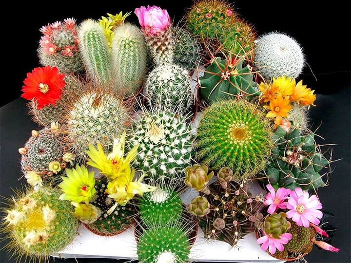 Mixed Cactus Flower Seeds – Heirloom, Non-GMO, High Germination Seeds for Planting, Organic Garden Seeds
