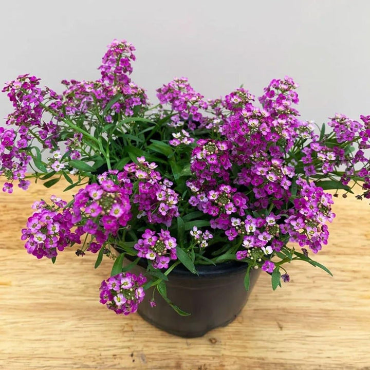 Purple Alyssum Flower Seeds Heirloom Non-GMO High Germination Organic Garden Seeds for Planting