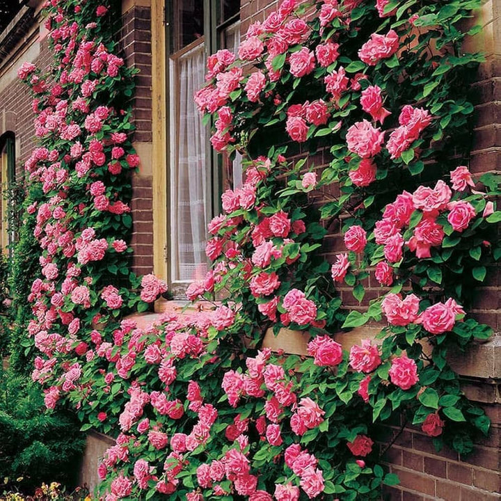Mixed Color Climbing Rose Seeds for Planting