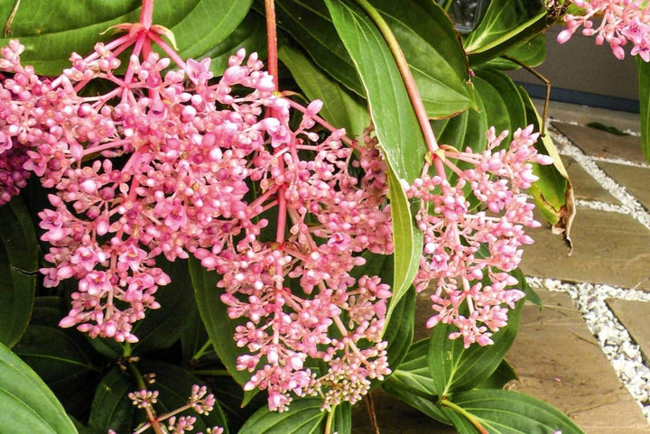 Semillas de Flor de Medinilla Rosada – Cimera, No OGM, Semillas de Alta Germinación