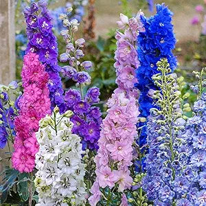 delphinium ajacis flower seeds