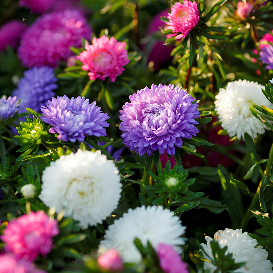 organic rainbow flower seeds