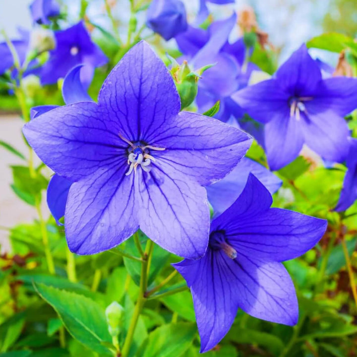 pink platycodon flower seeds