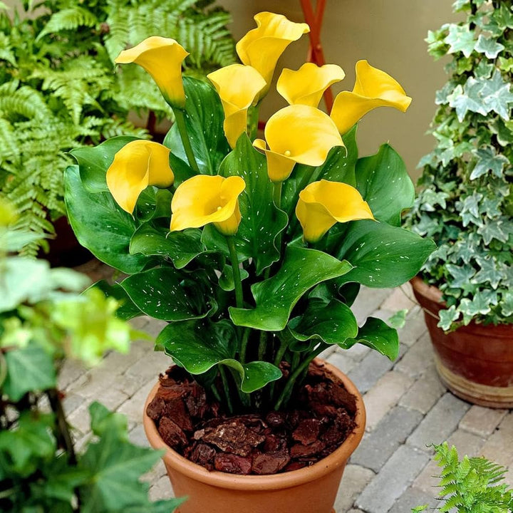 Yellow Calla Lily Flower Seeds – Heirloom, Non-GMO, High Germination Organic Garden Seeds