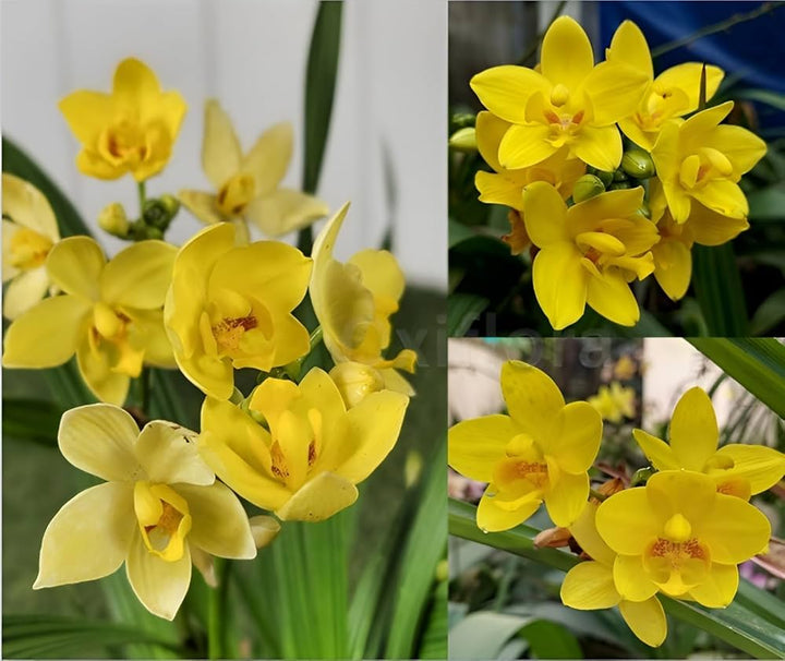Orchid Flower Seeds Yellow – Heirloom, Non-GMO, High Germination Seeds