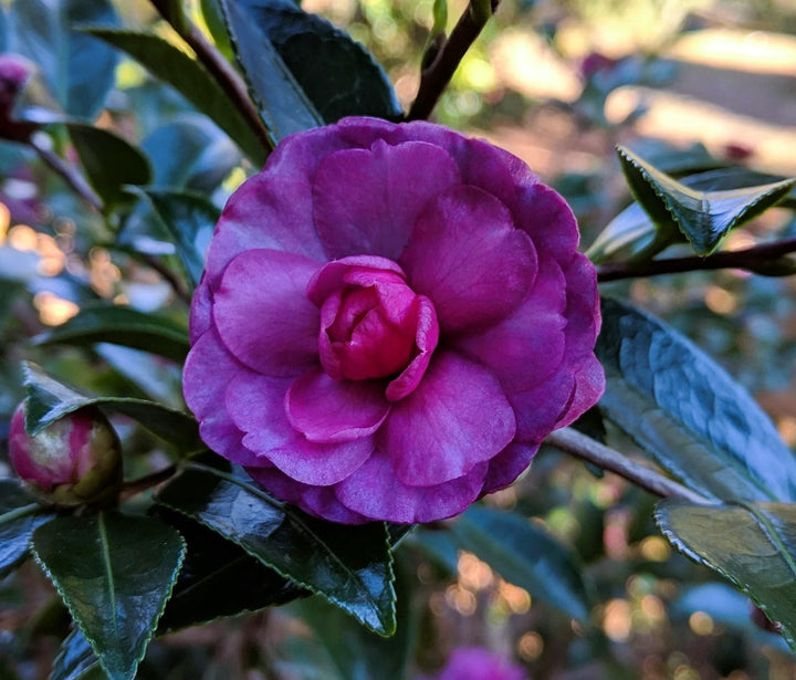 Camellia Flower Seeds Deep Purple – Heirloom, Non-GMO, High Germination Seeds