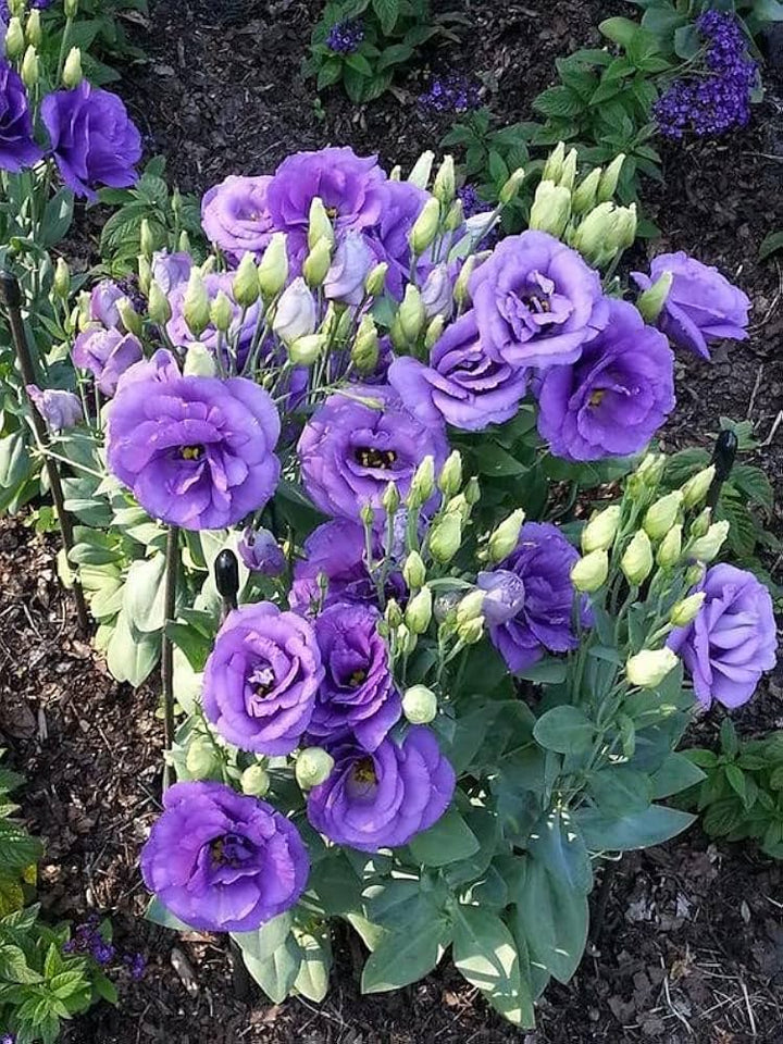 Purple Eustoma Flower Seeds – Heirloom Non-GMO High Germination Seeds