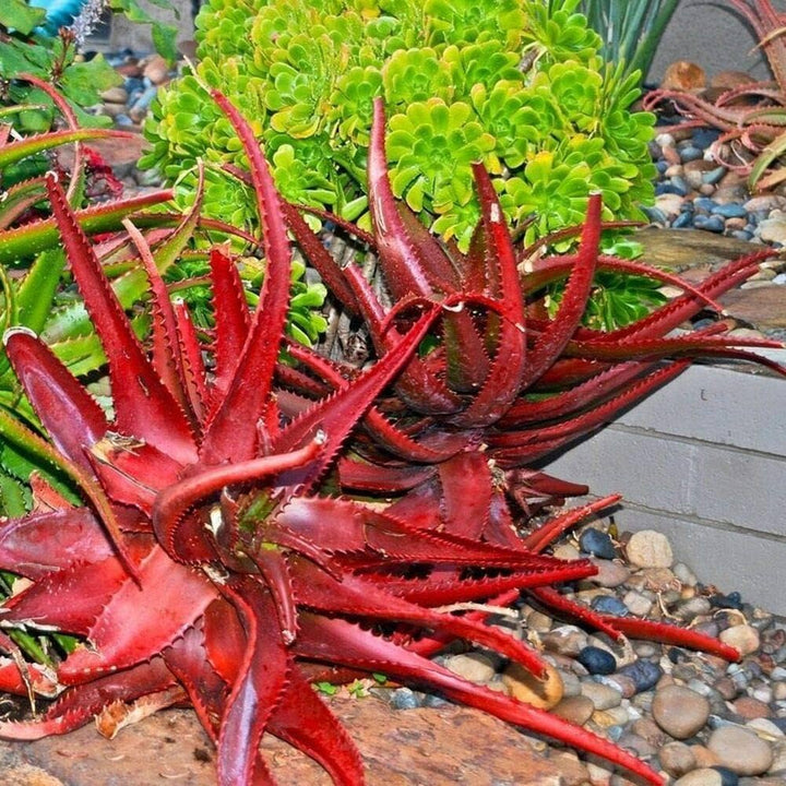 Aloe Cameronii Plant Seeds–Heirloom, Non-GMO, High Germination Organic Garden Seeds Seeds for Planting Hardy Aloe