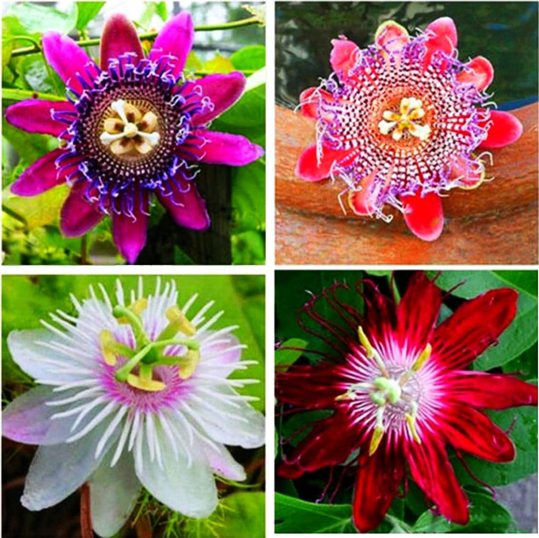 Mixed Passion Flower Seeds – Heirloom, Non-GMO, High Germination Seeds