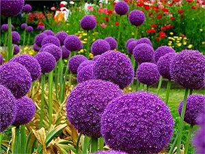 giant allium flower seeds