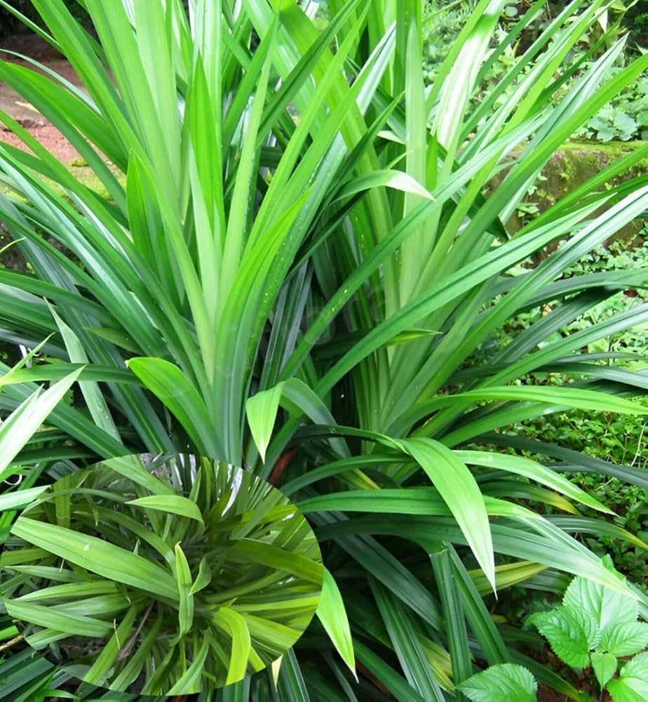 Pandan For herb seeds