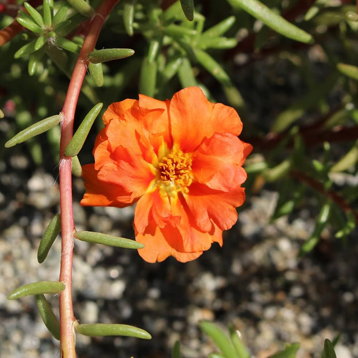 Orange Purslane Flower Seeds – Heirloom, Non-GMO, High Germination Seeds