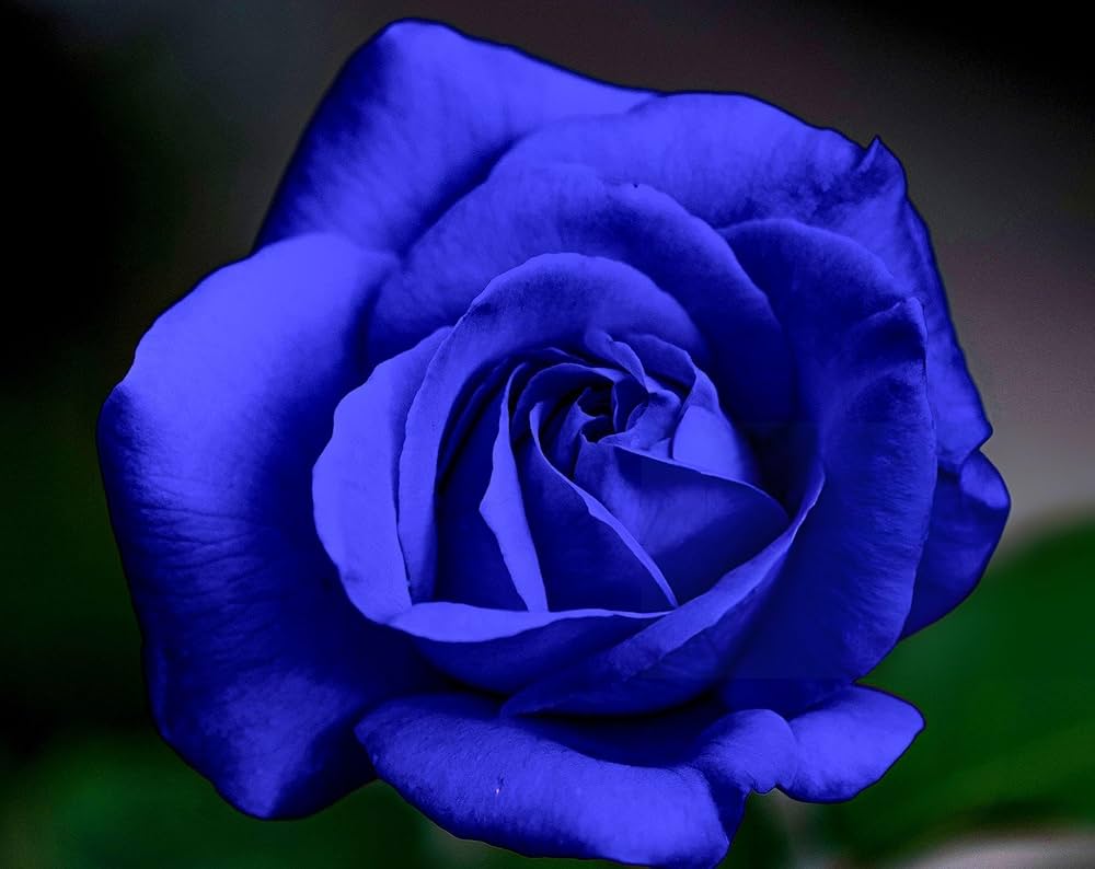blue rose flower seeds