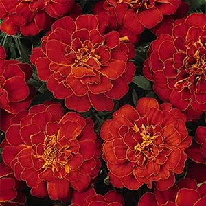 marigold flowers flower seeds
