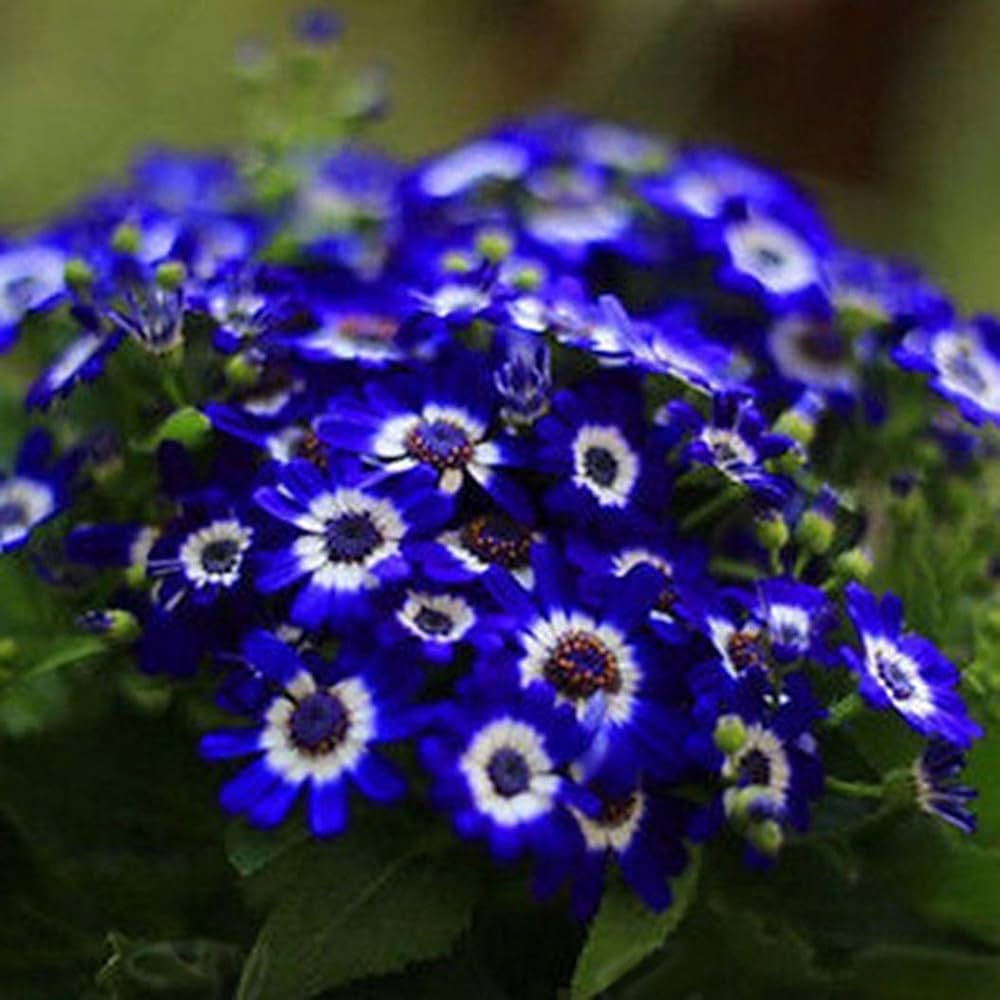 cineraria flower flower seeds