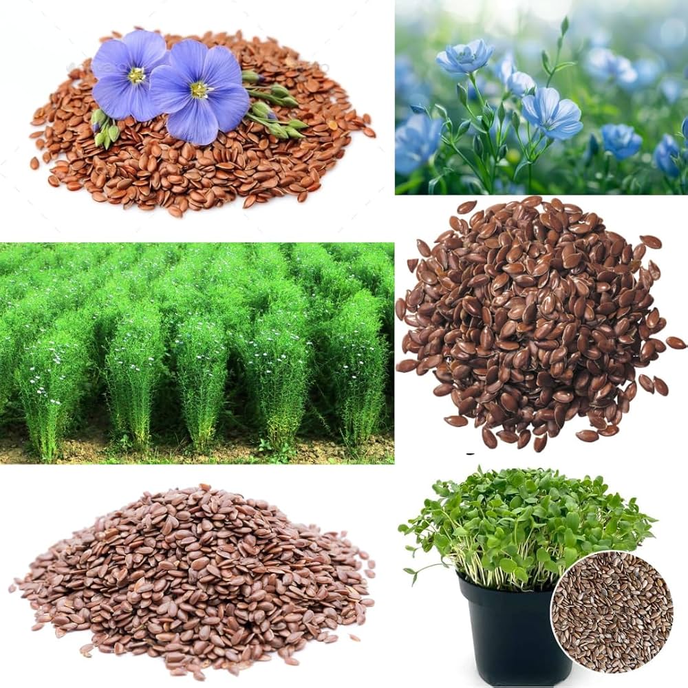 flaxseed linum flower seeds