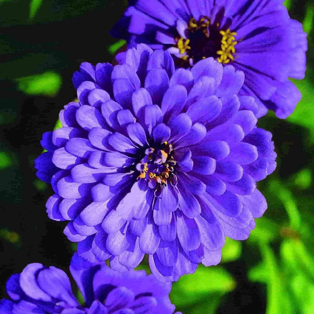 blue zinnia flower