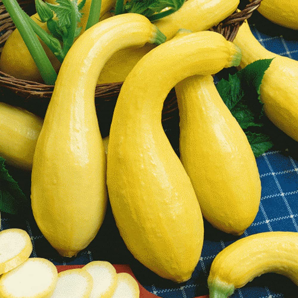 yellow summer flower seeds