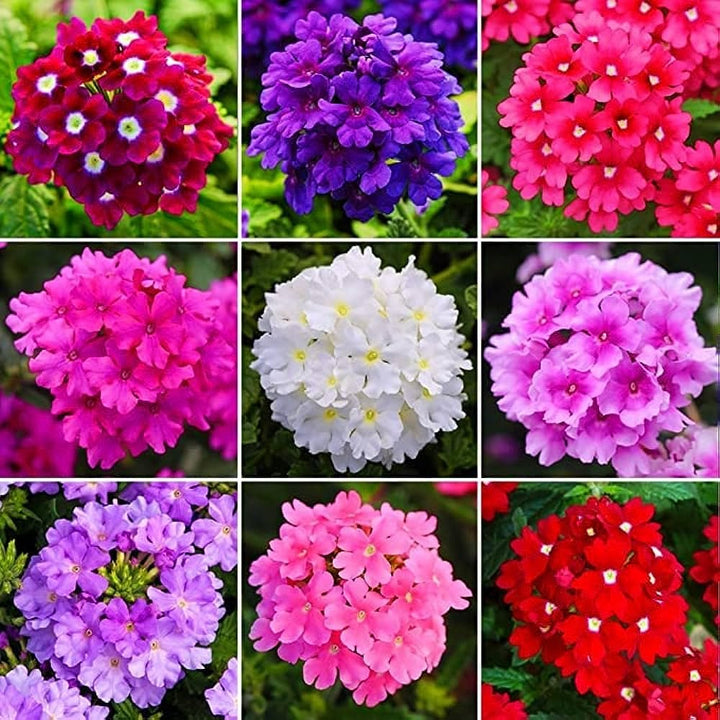 Mix Climbing Verbena Flowers Seeds – Heirloom, Non-GMO, High Germination Seeds