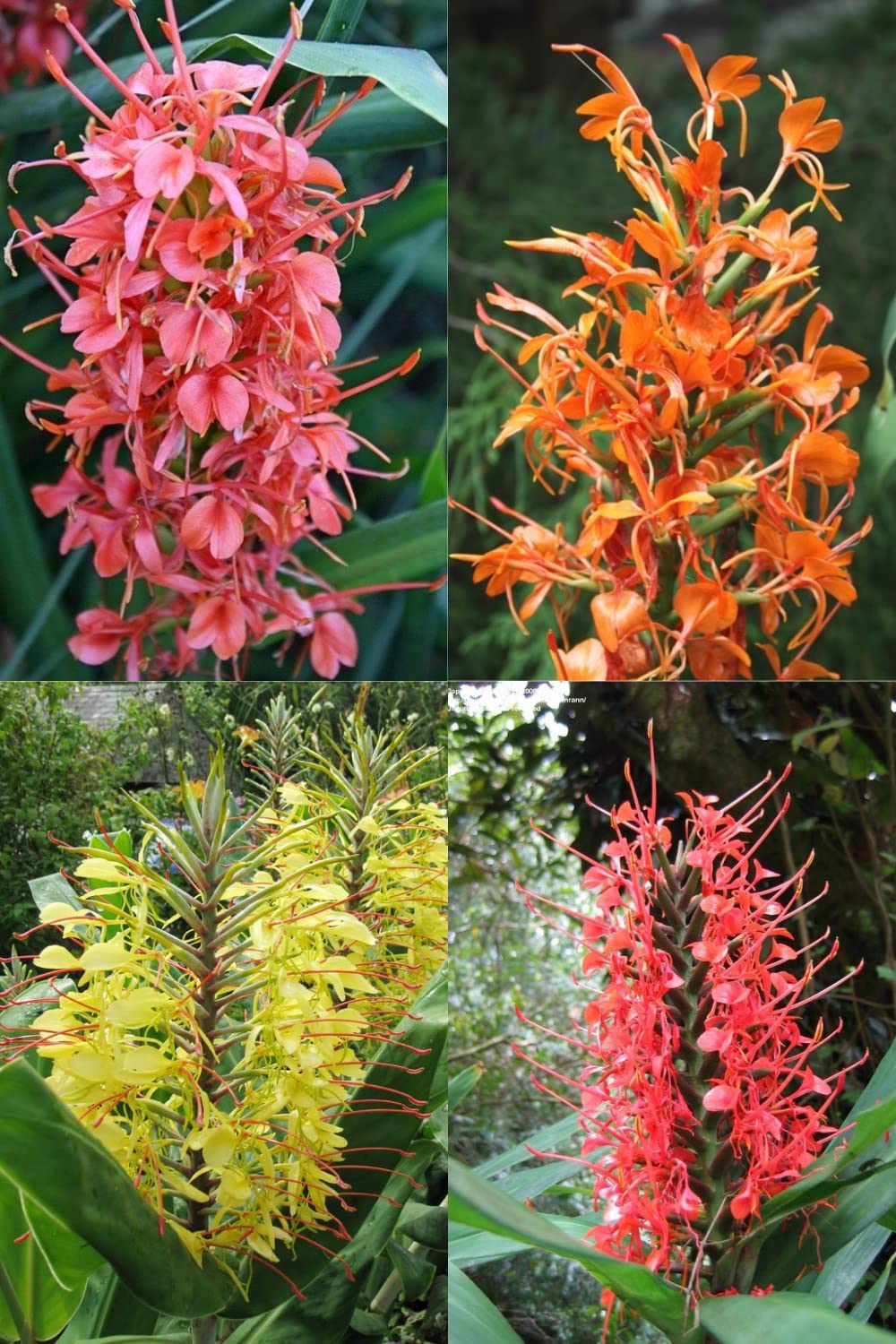 Mixed Hedychium Flower Seeds – Heirloom, Non-GMO, High Germination Seeds