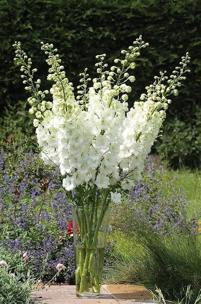 delphinium delphinium flower seeds