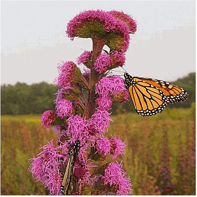 blazing star flower seeds