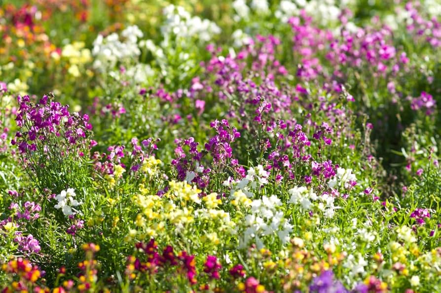 moroccan toadflax flower seeds
