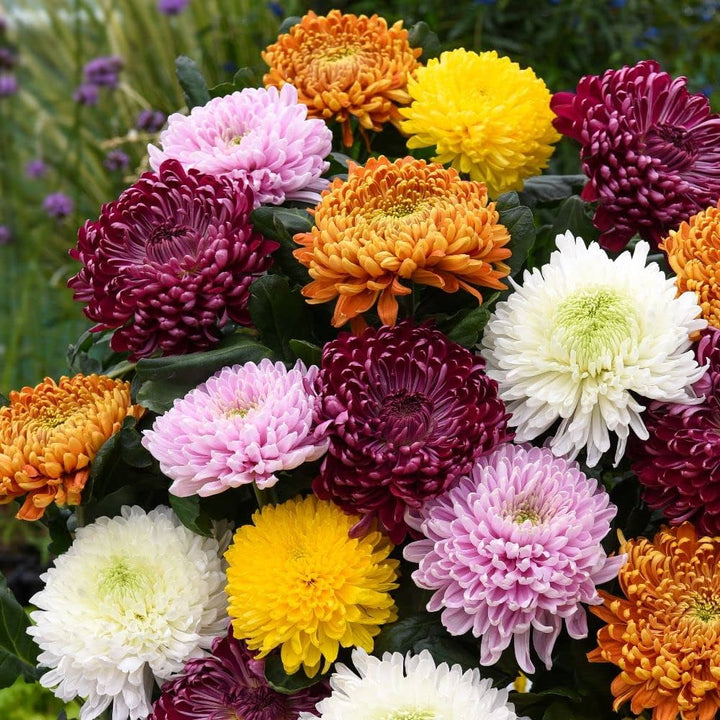 Chrysanthemum Flower Seeds – Heirloom, Non-GMO, High Germination, Organic Garden Seeds